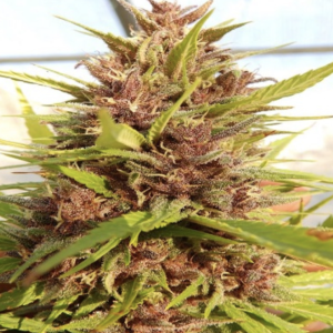 Ace Seeds | Malawi x PCK femminizzata