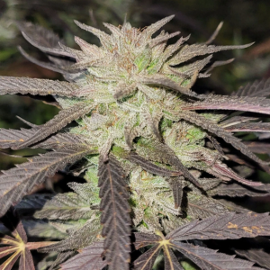 Dutch Passion | Purple #1