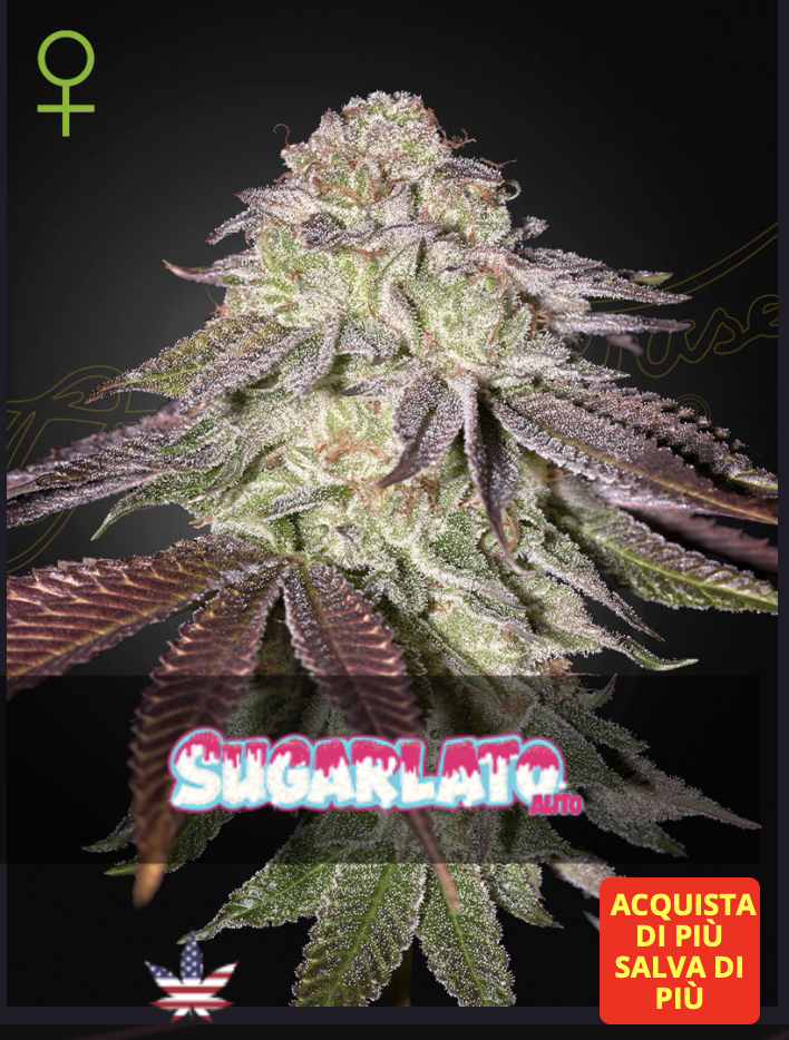 Greenhouse seeds | Sugarlato Auto